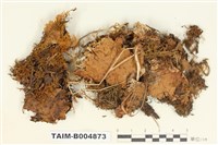 藏品(長根地卷)的圖片